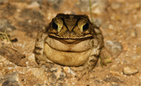 Austin Wildlife Photos