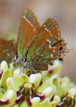 Austin Natural Photographer
