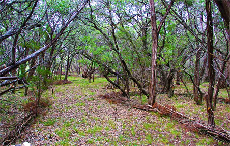 Austin Photography Studio Land