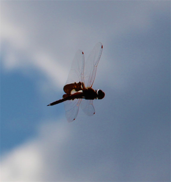 Austin Photography Shoot "Dragonfly"