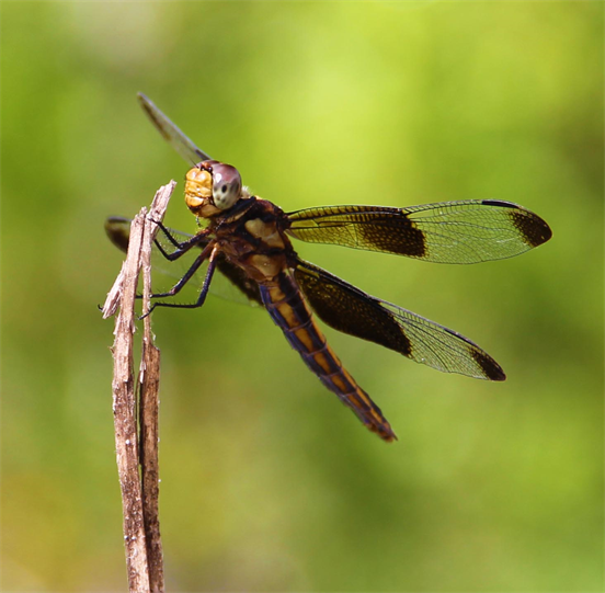 Austin Photographer "Dragonfly"