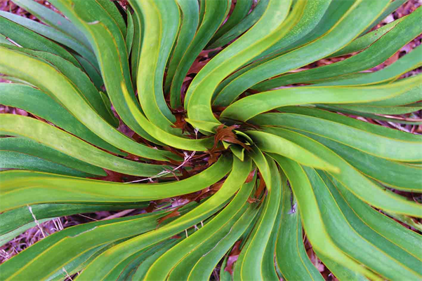 Austin Digital Art Photography